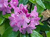 RHODODENDRON CATAWBIENSE ROSEUM SUPERBUM