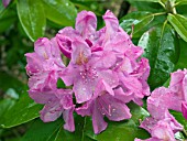 RHODODENDRON CATAWBIENSE ROSEUM SUPERBUM