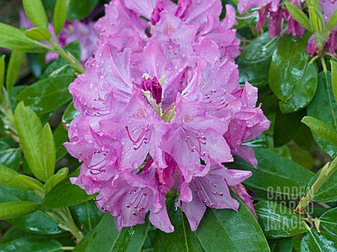 RHODODENDRON_ENGLISH_ROSEUM