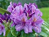 RHODODENDRON LEES DARK PURPLE