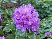 RHODODENDRON LEES DARK PURPLE