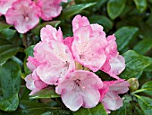 RHODODENDRON YAKU DUCHESS