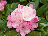 RHODODENDRON YAKU DUCHESS