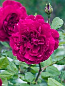 ROSA AUSMOVE TESS OF THE DURBERVILLES