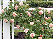 ROSA CLIMBING APRICOT