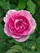 ROSA GERTRUDE JEKYLL