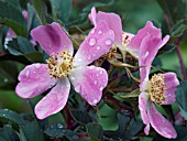 ROSA GLAUCA