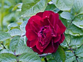ROSA MORTEN LINDA CAMPBELL