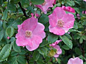 ROSA POLAR JOY