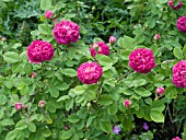 ROSA ROSE DE RESCHT