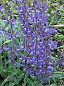 SALVIA GAREDJI