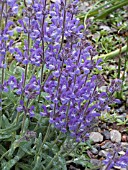 SALVIA GAREDJI