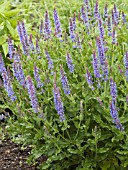 SALVIA SYLVESTRIS BLUE HILL