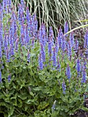 SALVIA SYLVESTRIS BLUE HILL