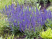 SALVIA SYLVESTRIS MAY NIGHT