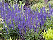 SALVIA SYLVESTRIS MAY NIGHT