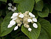 SCHIZOPHRAGMA HYDRANGEAOIDES