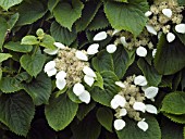 SCHIZOPHRAGMA HYDRANGEAOIDES