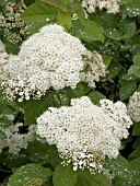 SPIRAEA DARSNORM SNOW STORM