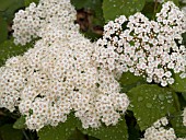 SPIRAEA DARSNORM SNOW STORM