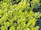 TAXUS CUSPIDATA NANA AURESCENS