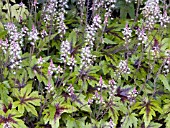 TIARELLA SUGAR AND SPICE