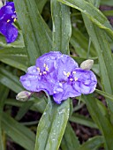 TRADESCANTIA PURPLE PROFUSION