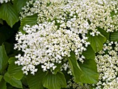 VIBURNUM DILATATUM ERIE