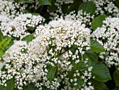 VIBURNUM DILATATUM ERIE