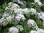 VIBURNUM DILATATUM ONEIDA