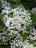 VIBURNUM DILATATUM ONEIDA