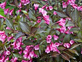 WEIGELA DARK HORSE