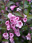 WEIGELA FLORIDA BRAMWELL FINE WINE