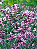 WEIGELA FLORIDA BRAMWELL FINE WINE