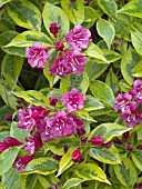 WEIGELA FLORIDA BRIGELA FRENCH LACE