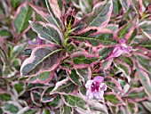 WEIGELA FLORIDA MY MONET