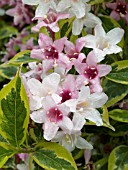 WEIGELA FLORIDA VARIEGATA