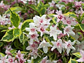 WEIGELA FLORIDA VARIEGATA