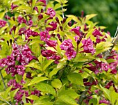 WEIGELA OLYMPIADE BRIANT RUBIDOR