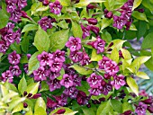 WEIGELA OLYMPIADE BRIANT RUBIDOR