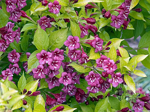 WEIGELA_OLYMPIADE_BRIANT_RUBIDOR