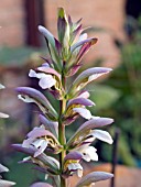 ACANTHUS SPINOSUS