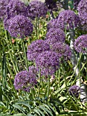 ALLIUM GIGANTEUM GLOBEMASTER