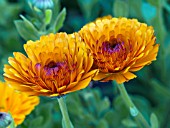 CALENDULA OFFICINALIS ORANGE