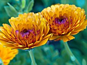 CALENDULA OFFICINALIS ORANGE