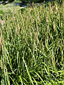 CAREX PENDULA