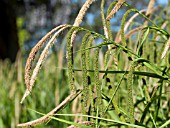 CAREX PENDULA