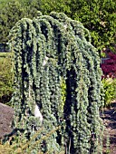 CEDRUS ATLANTICA GLAUCA PENDULA