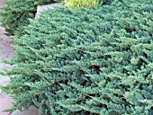 JUNIPERUS HORIZONTALIS BLUE CHIP