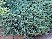 JUNIPERUS HORIZONTALIS BLUE CHIP